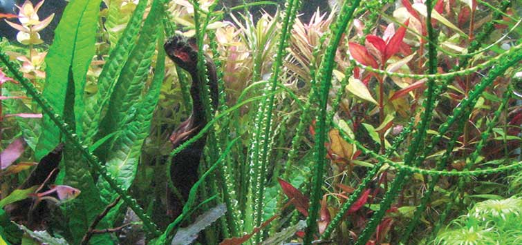 crinum calamistratum