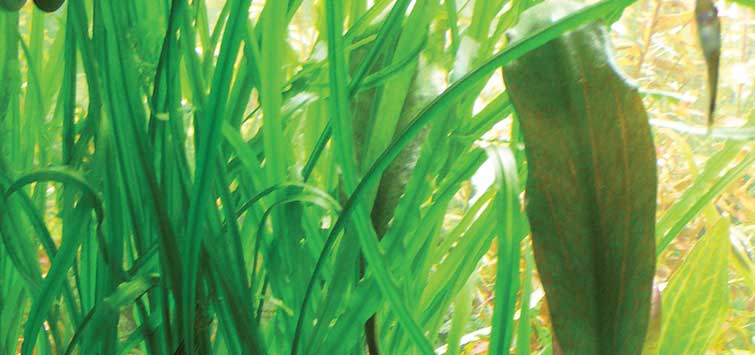cryptocoryne crispatula