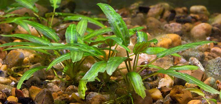 crypt aquarium plant
