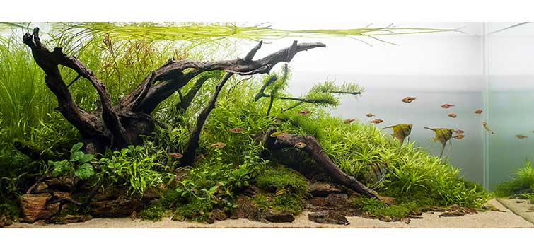 Manuscript Rimpels Componist Aquarium Driftwood Structure | Tropical Fish Hobbyist Magazine