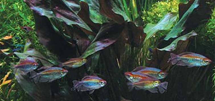 lagenandra meeboldii