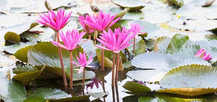How to Plant Lotus in Pond 