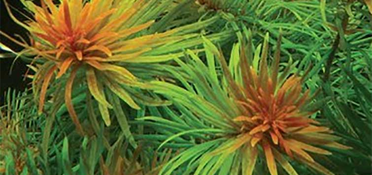 ludwigia inclinata