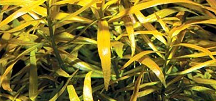 ludwigia
