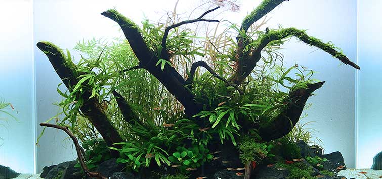 aquarium moss