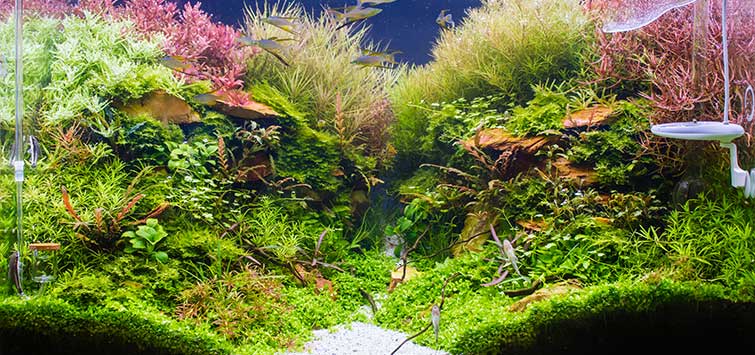 Aquarium pump hot sale setup