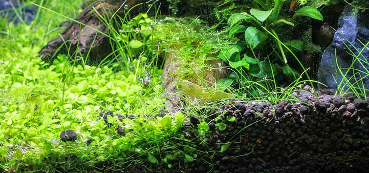 Mastering Substrate | Tropical Fish Hobbyist Magazine