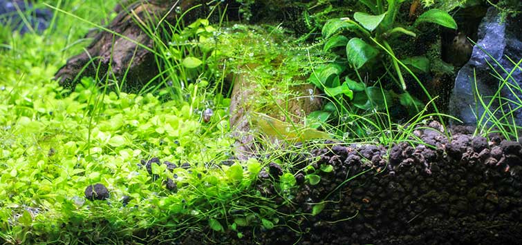 planted aquarium substrate