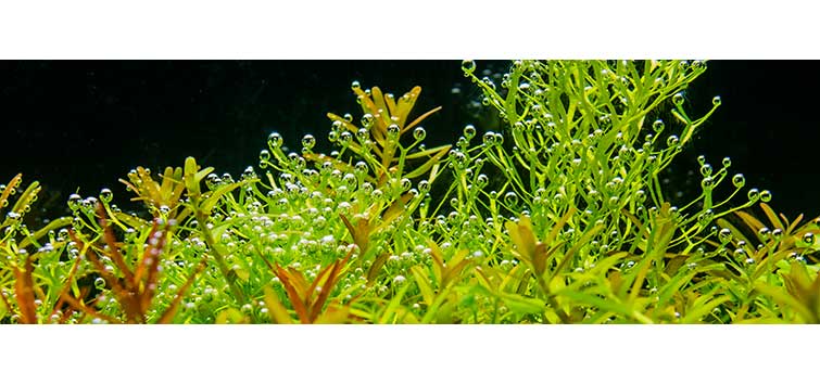 co2 system for planted aquarium