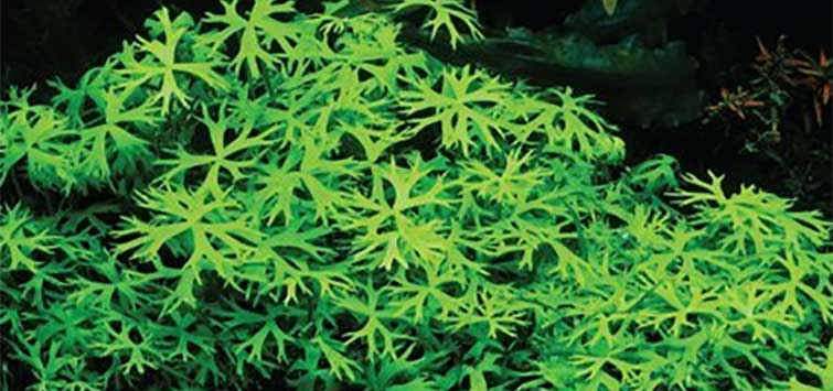 ranunculus inundatus