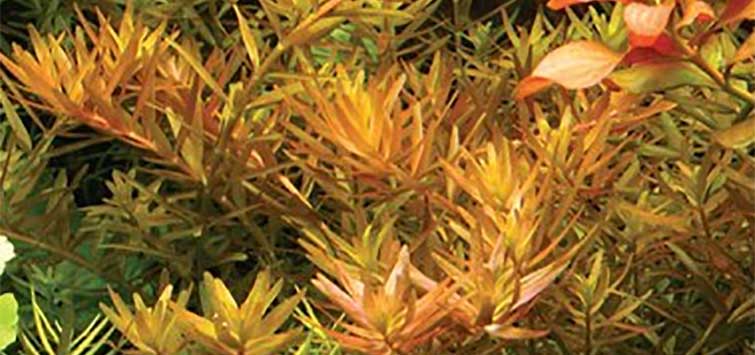 dwarf rotala