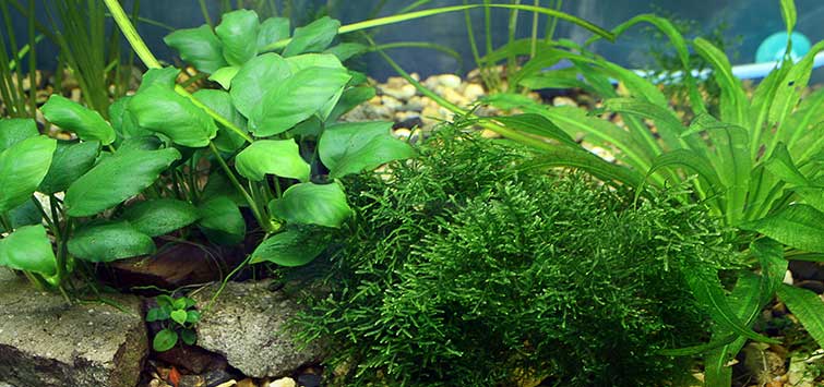 How To Make Simple Aquascape in Living Room