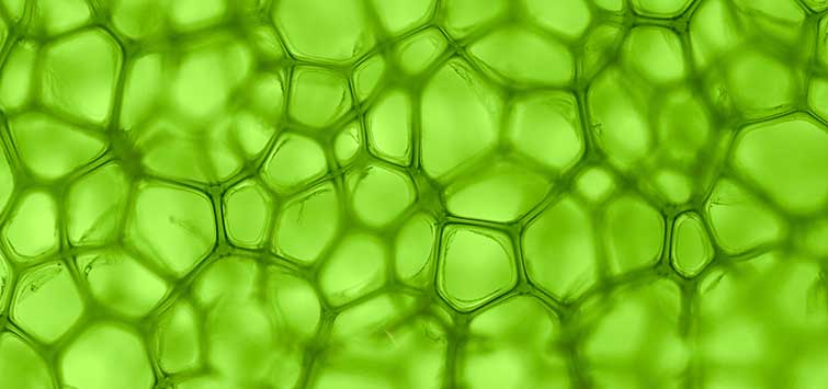 botany
