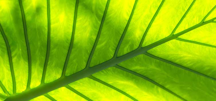 how plants work