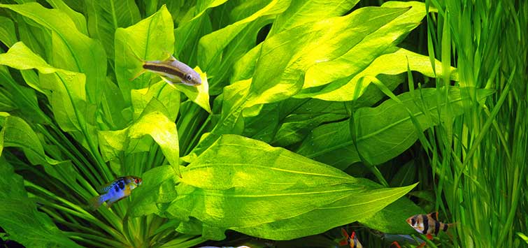 Easy Rosettes | Tropical Fish Hobbyist Magazine