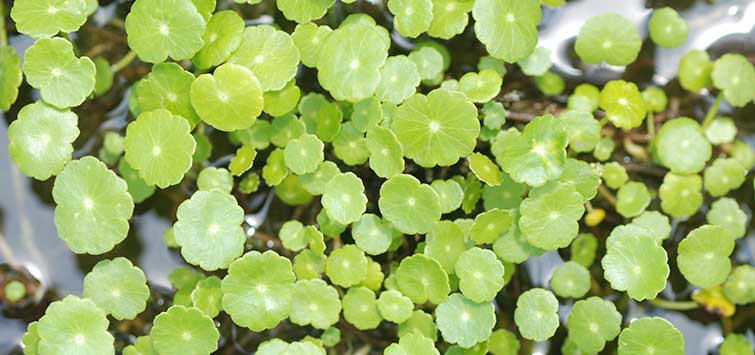 floating aquarium plants
