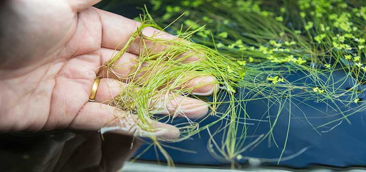 Moving Pond Plants To The Aquarium