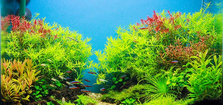 Can You Use Potting Mix in a Planted Aquarium? (Tips & Tricks)