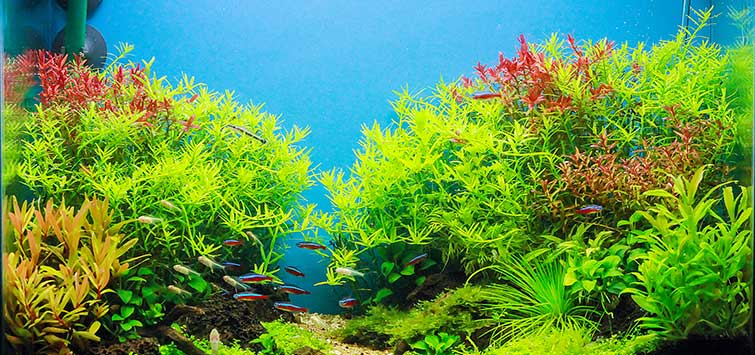 aquascape fish tank