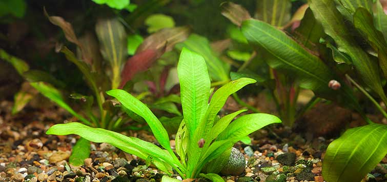 Sword Plant | Fish Tank Plants | Live Aquarium Plants for Sale