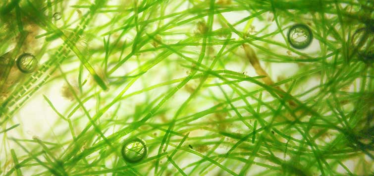 how to get rid of hair algae