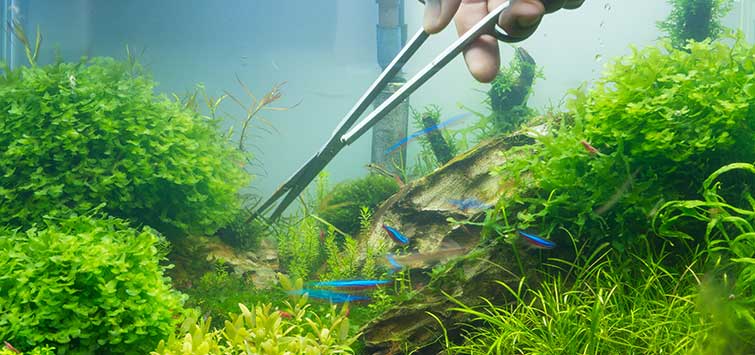 trimming aquatic plants