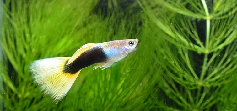 Hybrid Dr Fish, Size: 2.5 Inches