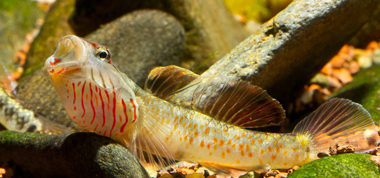 8 Fun Gobies for the Home Aquarium | Tropical Fish Hobbyist Magazine