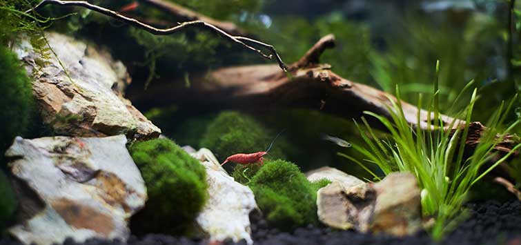 Starting a Nano Aquarium  Tropical Fish Hobbyist Magazine