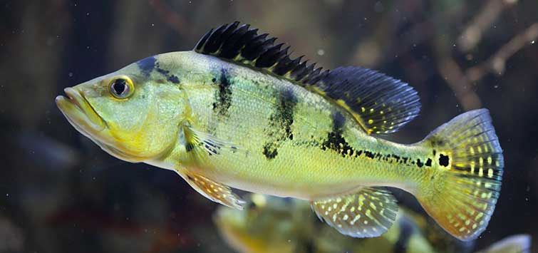 My Peacock Bass Saga  Tropical Fish Hobbyist Magazine