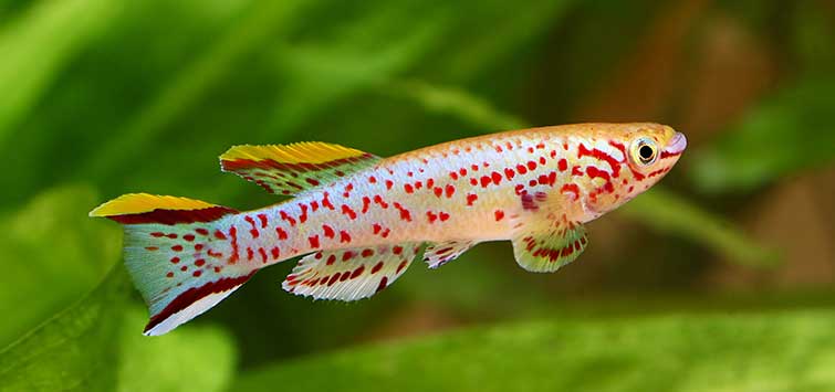 killifish species