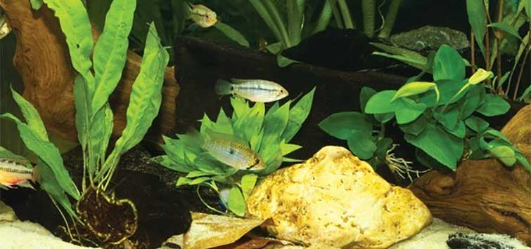 apistogramma steindachneri