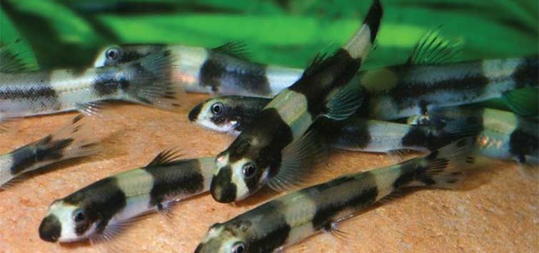 panda loach