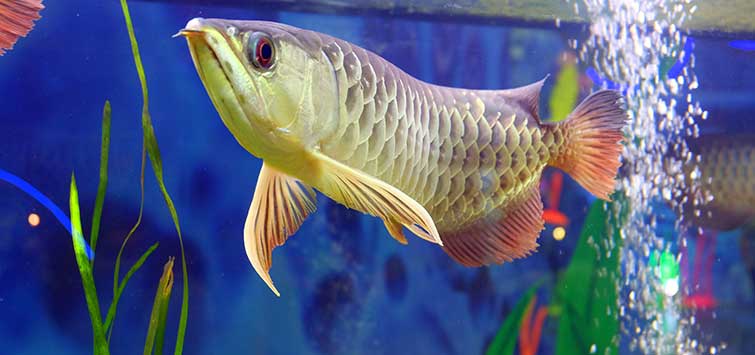 Arowana aquarium 2025