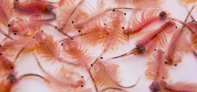 how to hatch brine shrimp