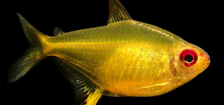 Yellow tropical cheap fish freshwater