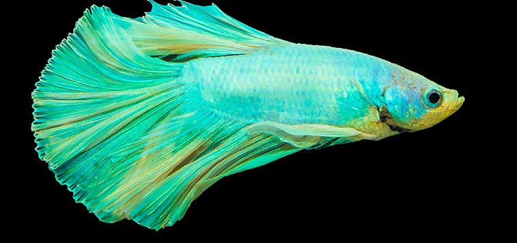 Adding Green Fish to the Aquarium| Tropical Fish Hobbyist Magazine