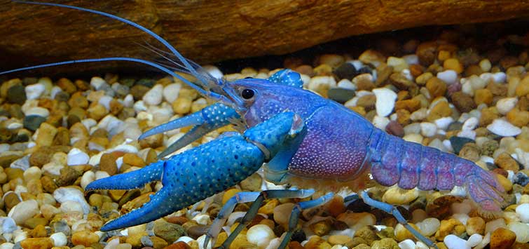 blue fish