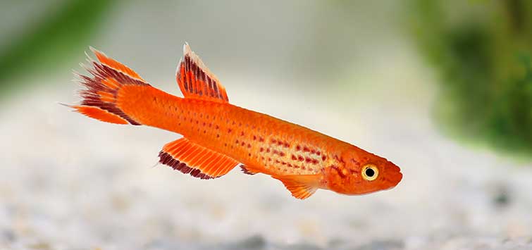 aphyosemion australe