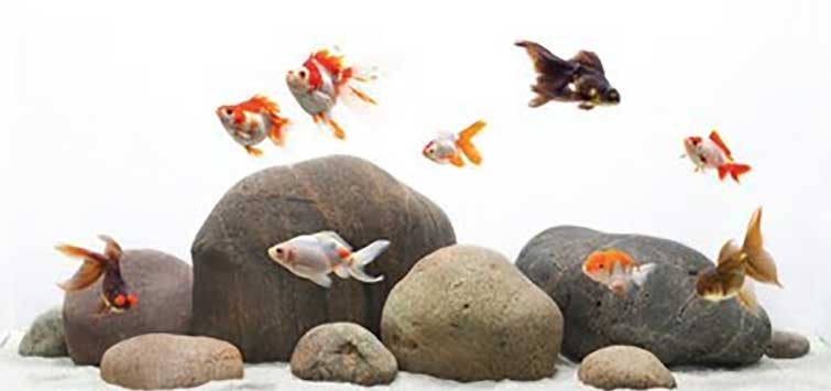 Minimalist store goldfish tank