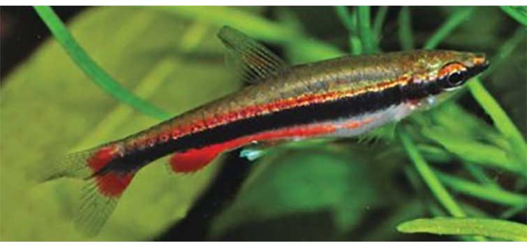 Pencilfish care shop