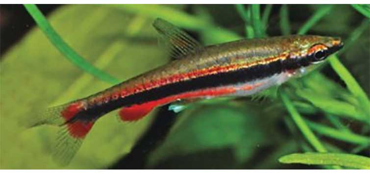 pencilfish