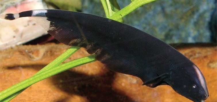 black ghost knife fish