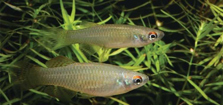 lampeye killifish