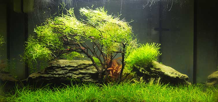 nano aquascape