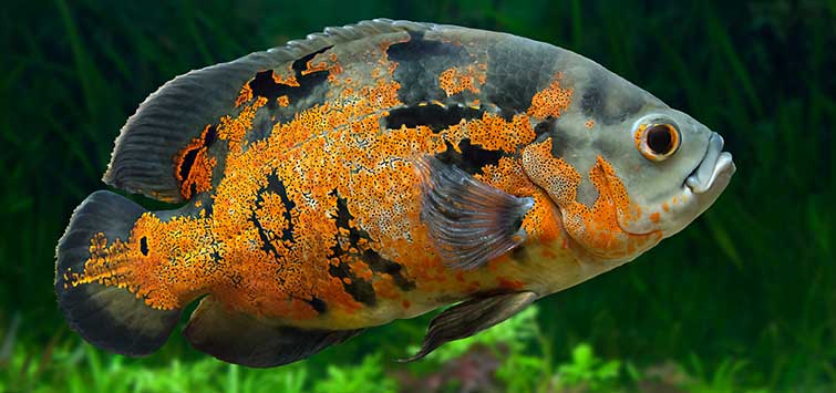astronotus
