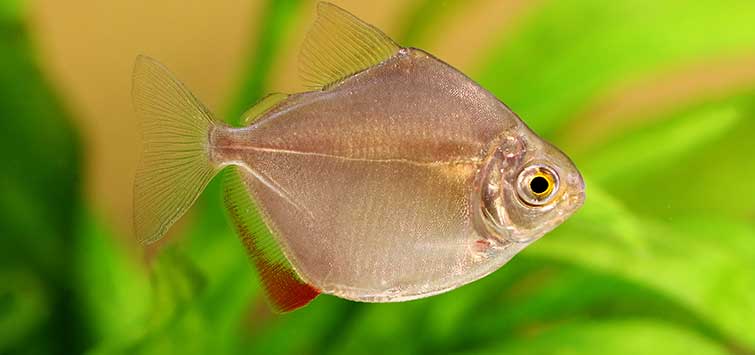 10 Plant-Eating Fish | Tropical Fish Hobbyist Magazine