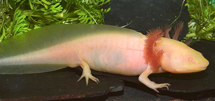 Axolotl Care | Tropical Fish Hobbyist Magazine