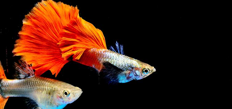 how to care for guppies