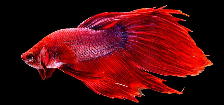 Fighting Fish Types Siamese Fighting Fish Species | Tropical Fish Hobbyist Magazine